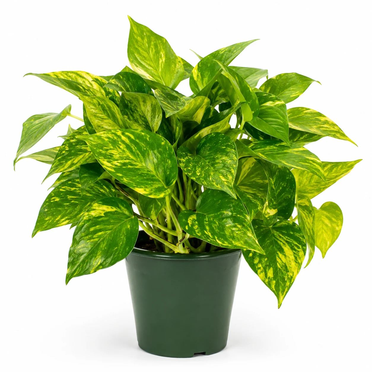 Costa Farms Live Golden Pothos Indoor Plant