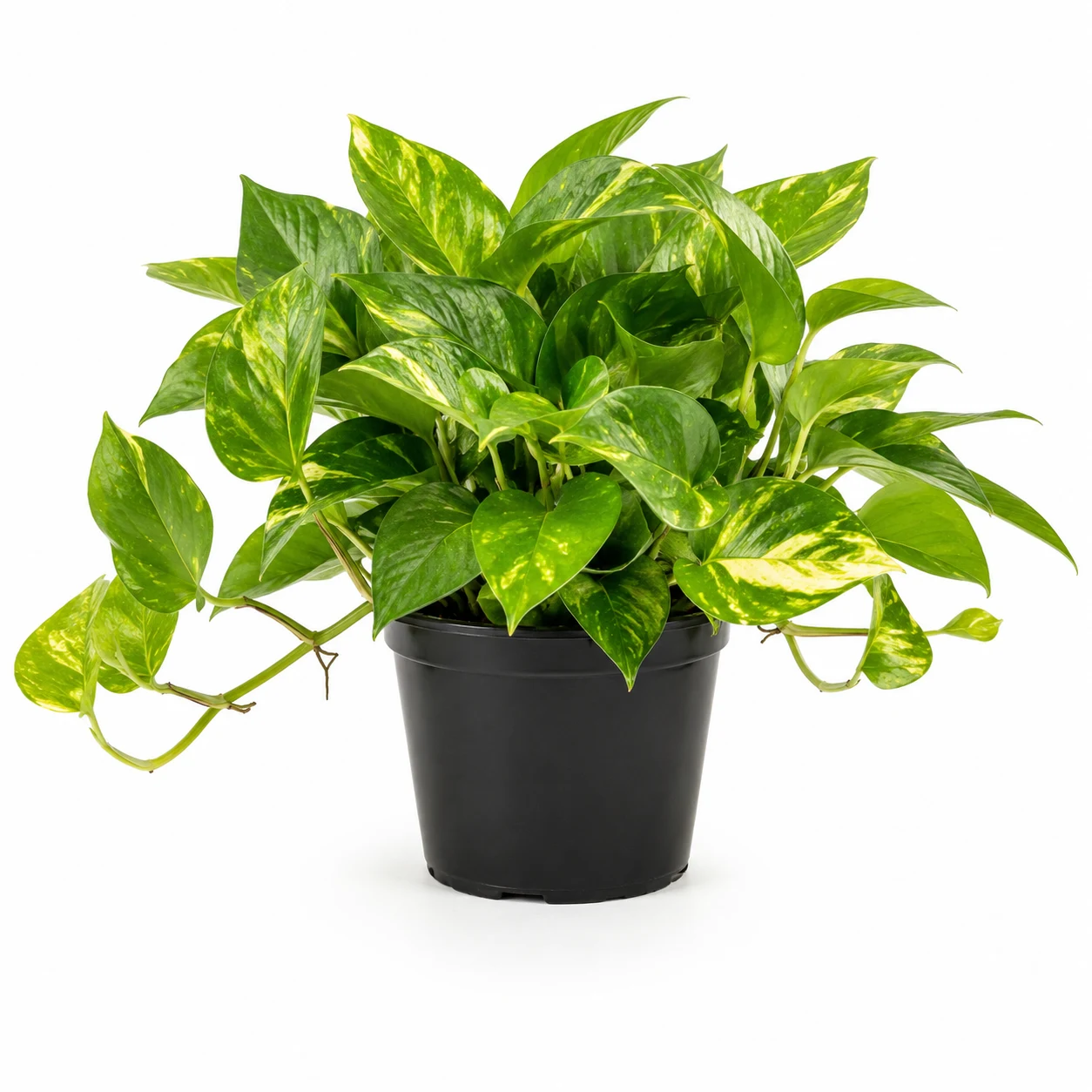 Costa Farms Live Golden Pothos Indoor Plant